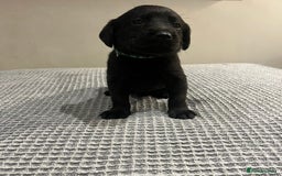 Labrador Retriever dogs for sale: Kc registered working labradors  - Image 4