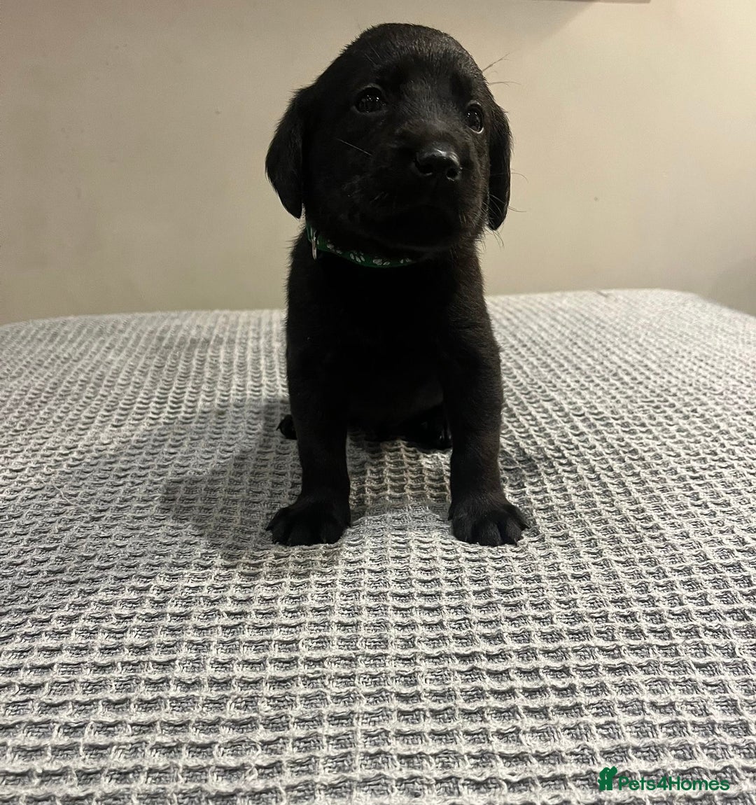 Labrador Retriever dogs for sale: Kc registered working labradors  - Image 4