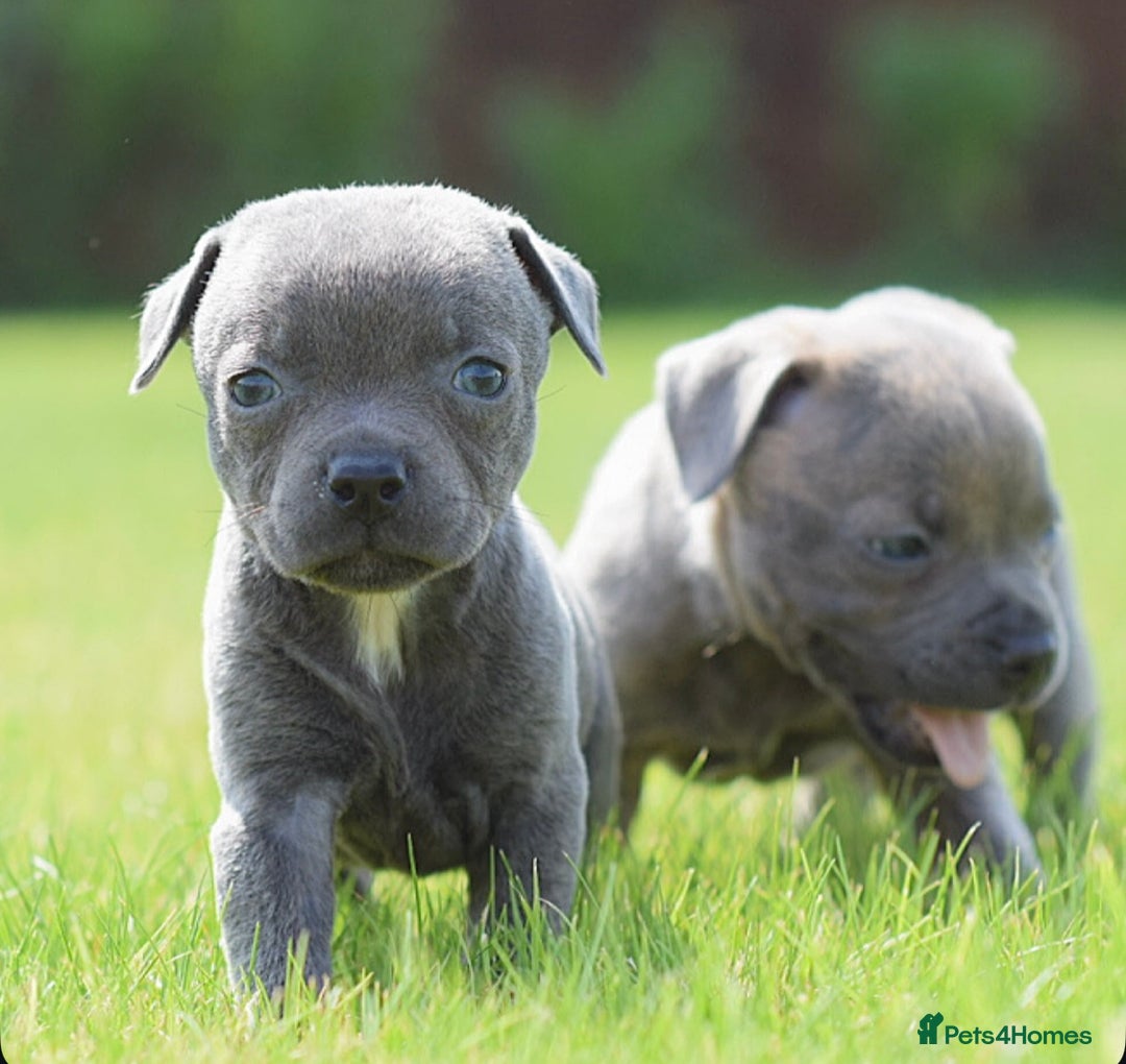 Staffordshire Bull Terrier dogs for sale: 23 years experience,5⭐️RATED Licensed & Registered - Image 10