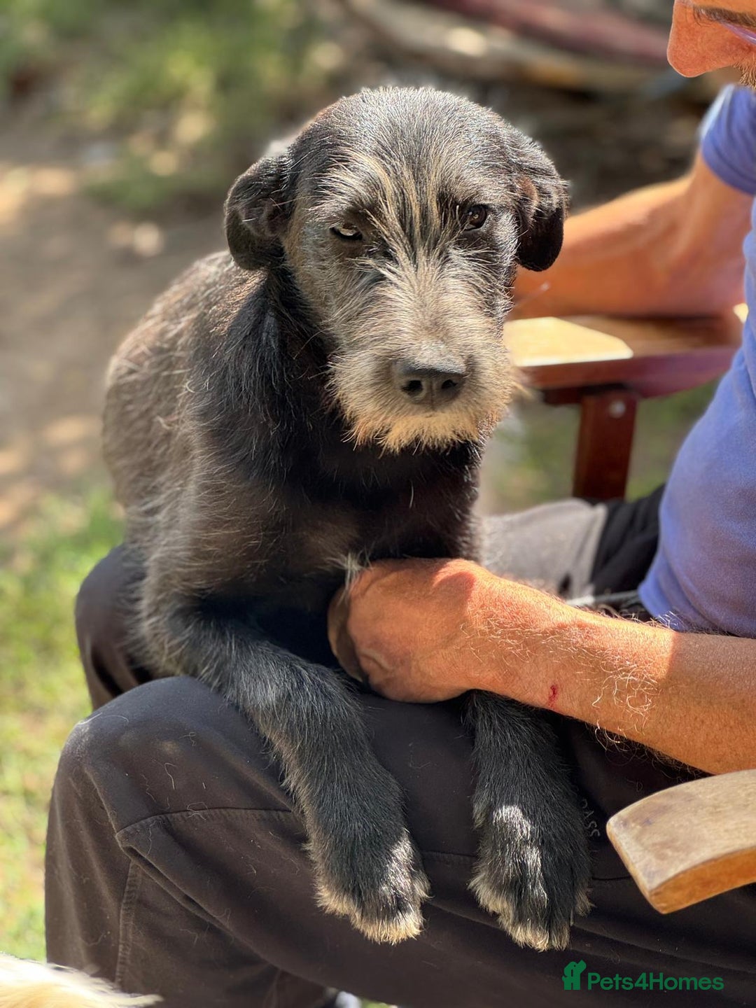 Mixed Breed dogs for adoption: LIA - a Beautiful young Girl, for a Loving Home - Image 23