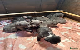 Mixed Breed dogs for sale: ❤️Beautiful whippet x greyhound puppies ❤️ - Image 7