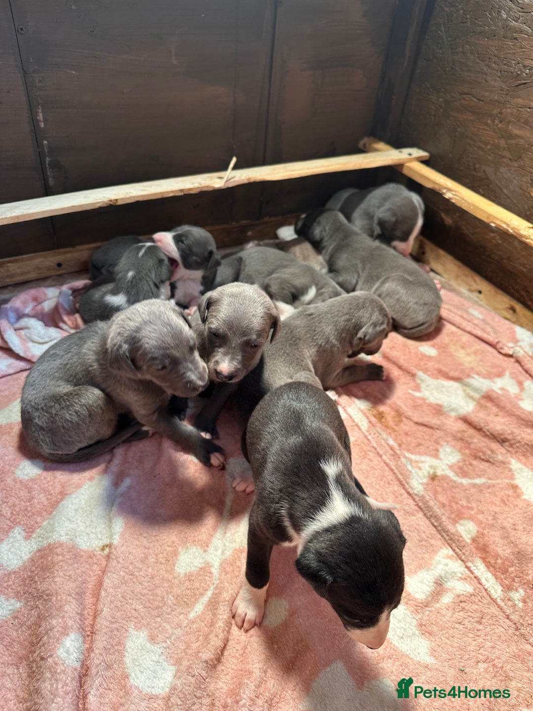 Mixed Breed dogs for sale: ❤️Beautiful whippet x greyhound puppies ❤️ - Image 7