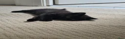 British Shorthair cats for sale: British shorthair kittens - Advert 14