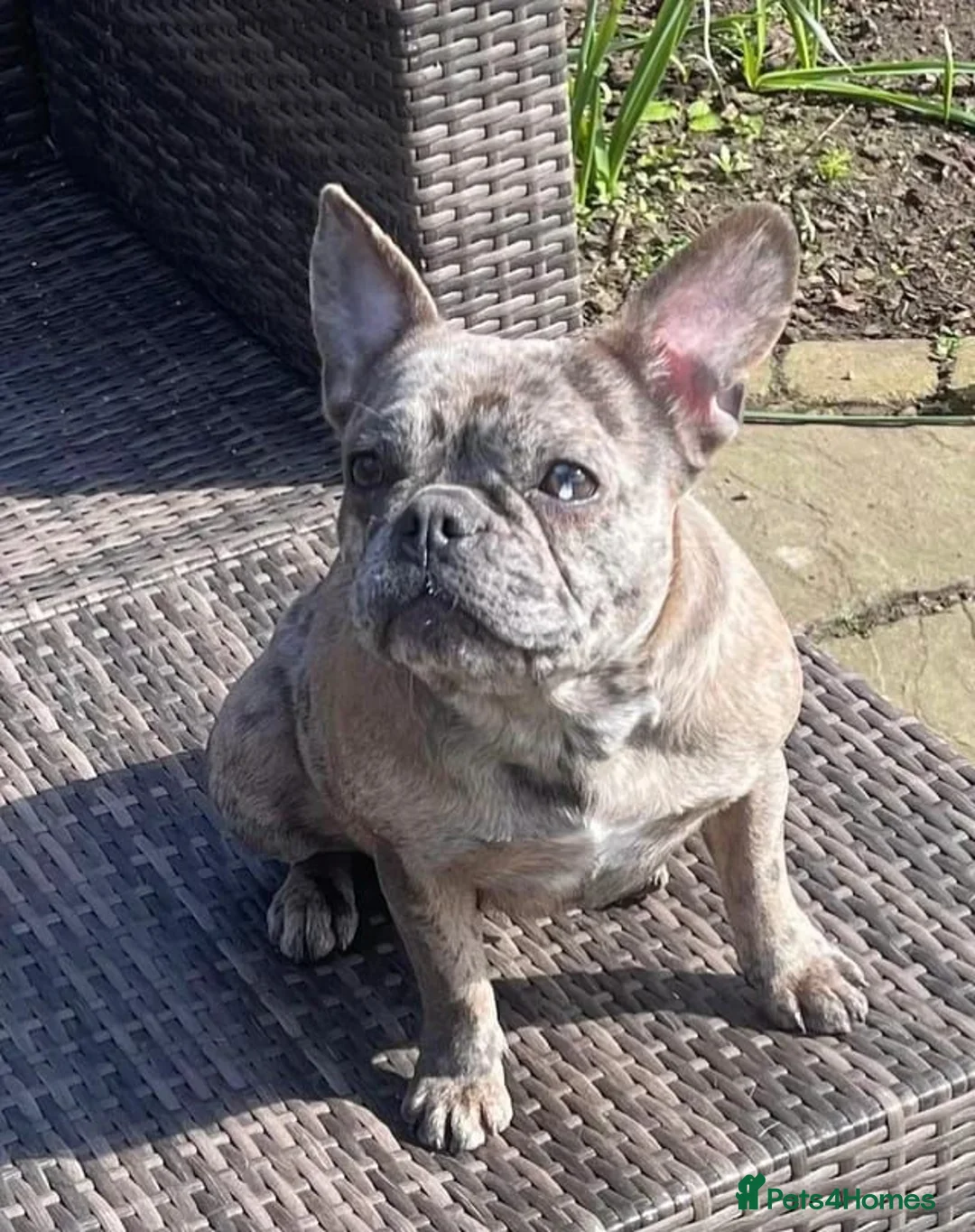French Bulldog dogs for sale: Pink & Pink carrier French Bulldog puppies - Advert 14