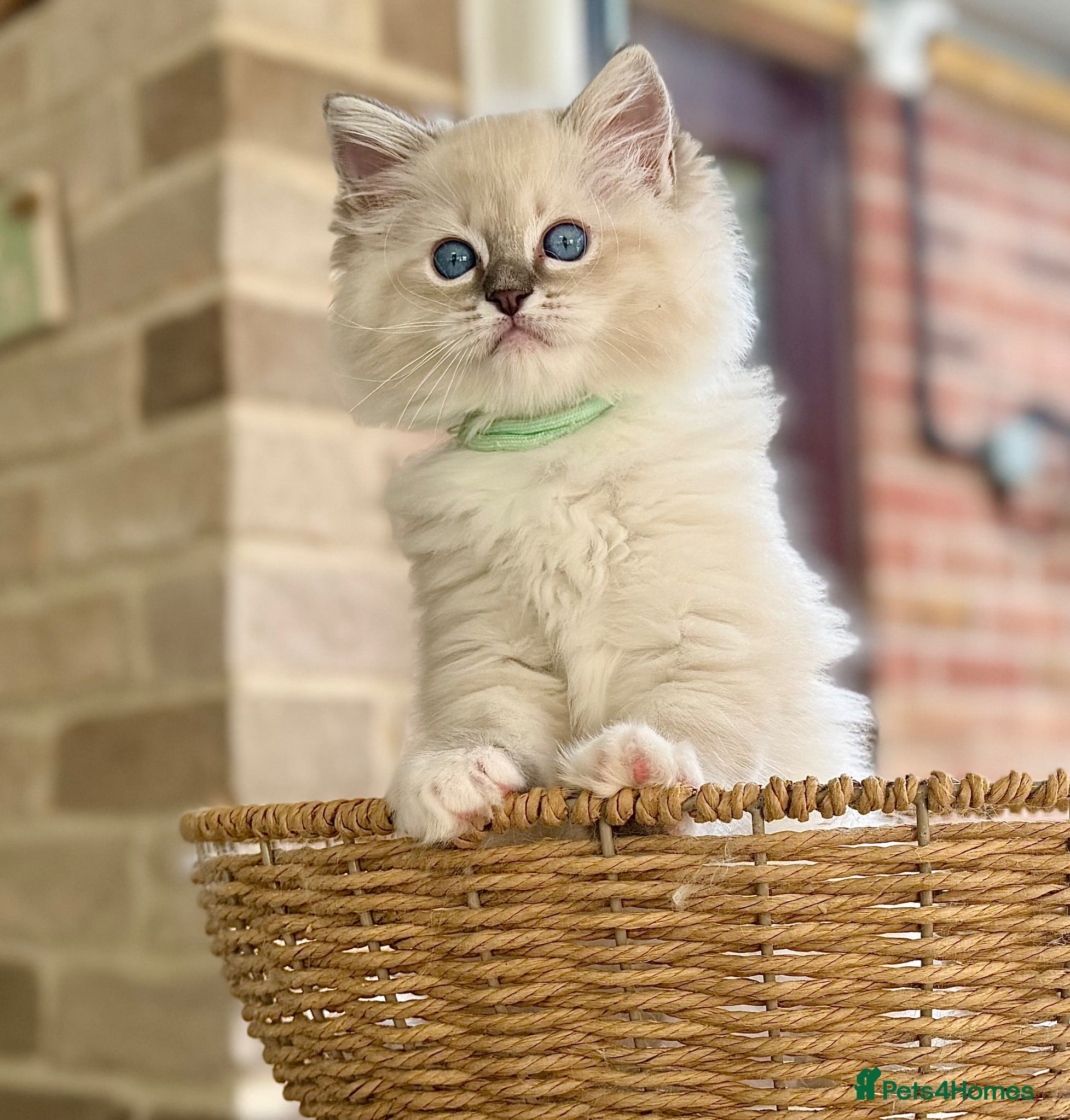 Ragdoll cats mitted girl 2 boys (£900) available (TIMEWASTERS)  - Advert 1
