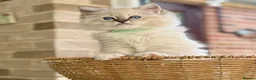 Ragdoll cats for sale: READY TO GO 1 left  (£900) available(TIMEWASTERS)  - Advert 7