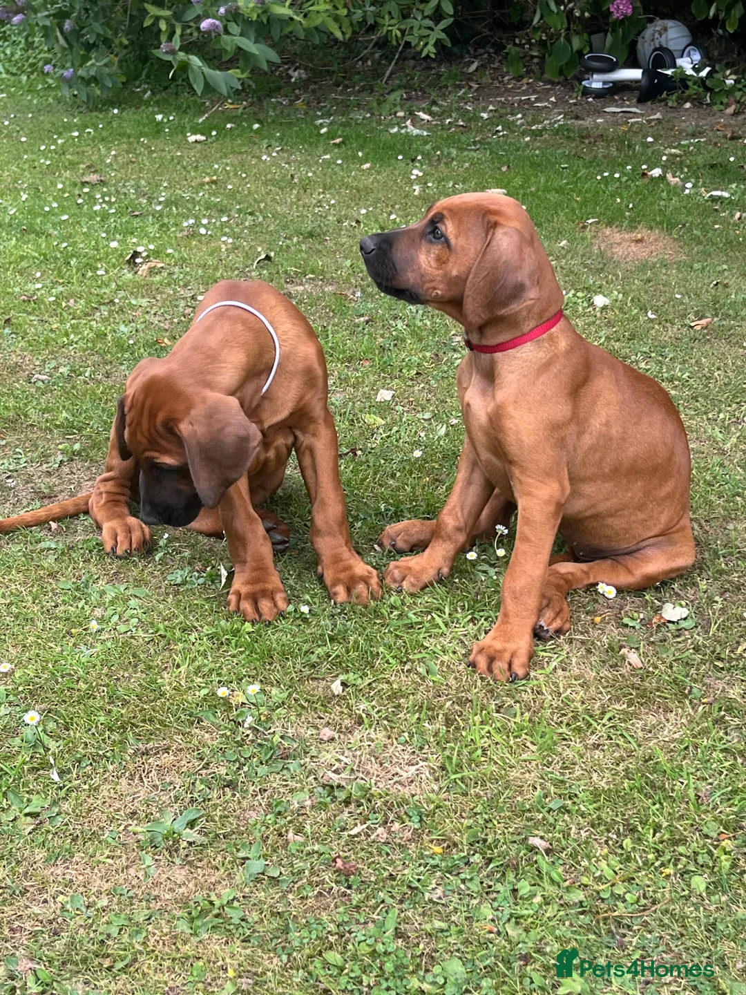 Rhodesian Ridgeback dogs for sale: Rhodesian Ridgeback Puppies - Advert 2