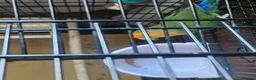 Lovebirds birds for sale: Single Female Lovebird in London - Advert 9