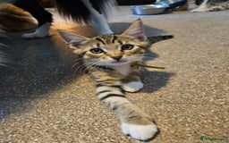 Maine Coon cats for sale: Maine Coon (parents not registered - family pet) - Image 13