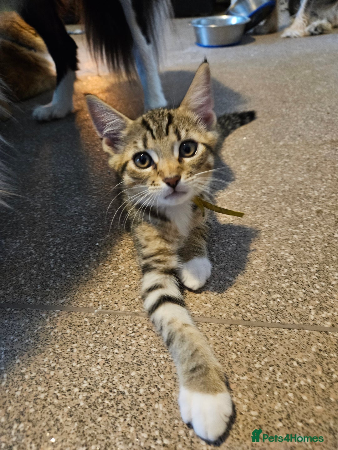 Maine Coon cats for sale: Maine Coon (parents not registered - family pet) - Image 13