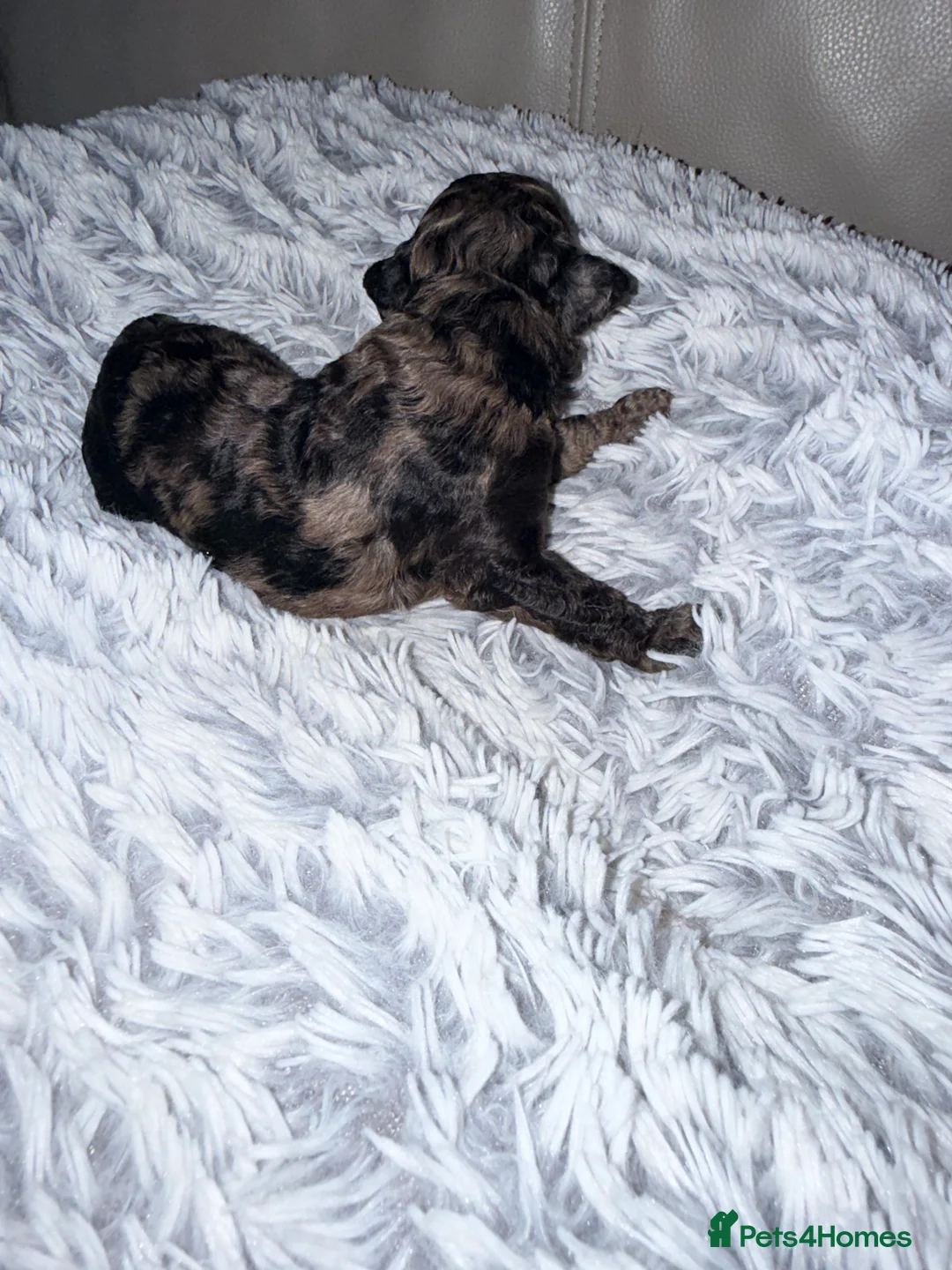 Mixed Breed dogs for sale: Tibetan Doodle’s Looking for their Forever Homes - Advert 2