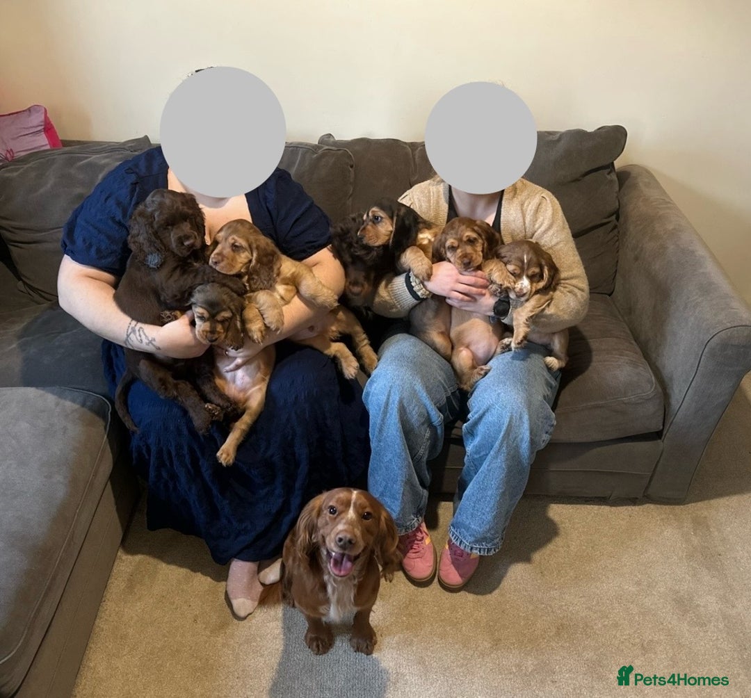 Cocker Spaniel dogs for stud: Working Cocker Spaniel at Stud (Proven) - Advert 8