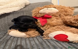 Mixed Breed dogs for sale: Reduced  last boy ! Miniature schnauzer/schnoodle  in Hull - Image 17