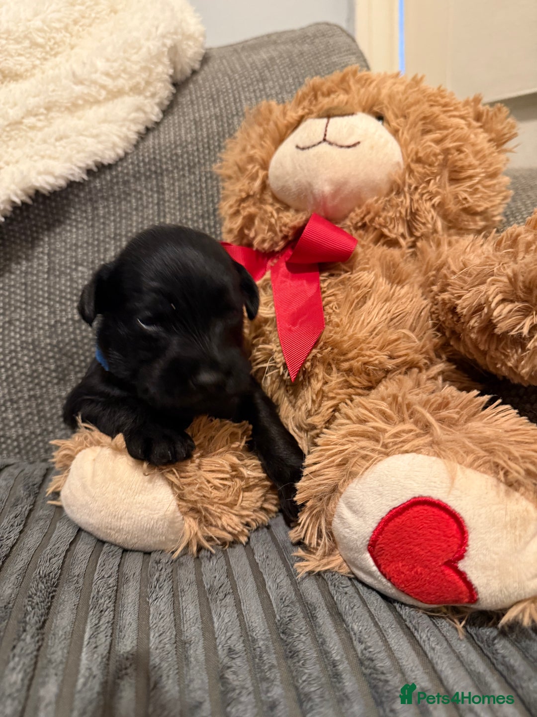 Mixed Breed dogs for sale: Reduced  last boy ! Miniature schnauzer/schnoodle  in Hull - Image 17