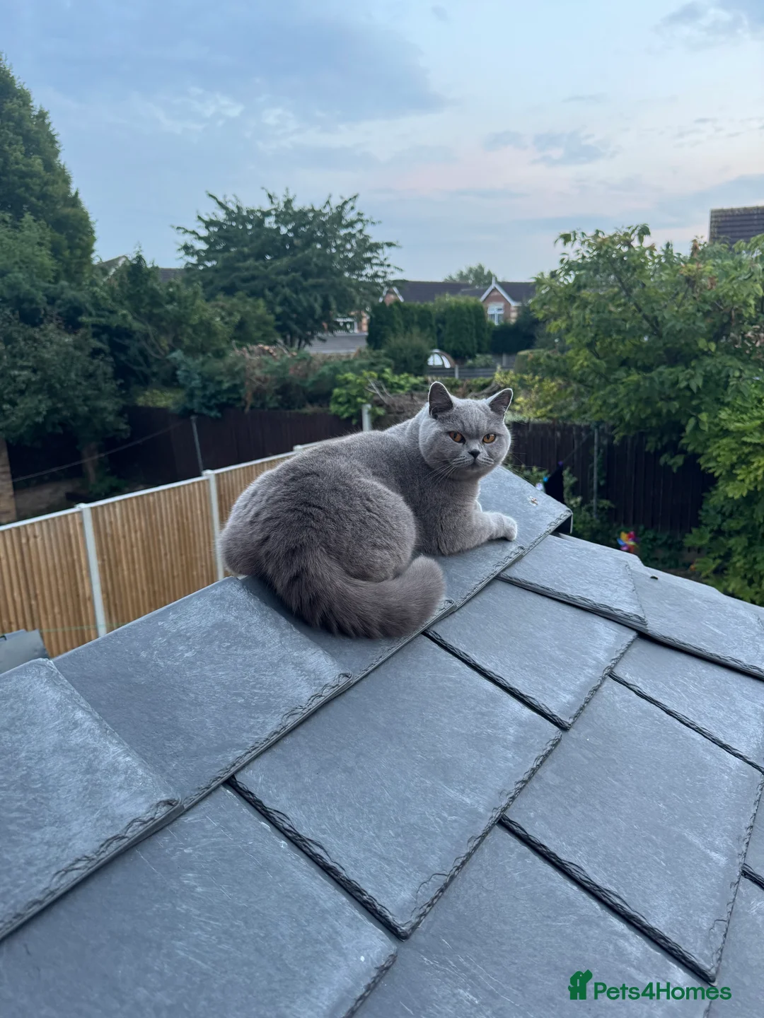 British Shorthair cats for sale: British short hair BOY.  - Advert 8