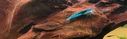 Shrimps fish for sale: Blue Neocaridina Cherry Shrimp - Advert 2