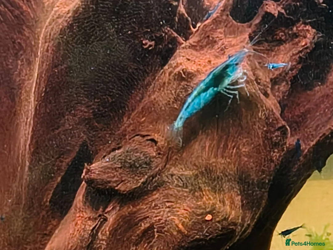 Shrimps fish for sale: Blue Neocaridina Cherry Shrimp - Advert 2