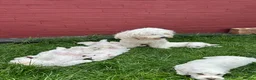 Bichon Frise dogs for sale:     🐶 6 Adorable Puppies Looking for a Home - Advert 5