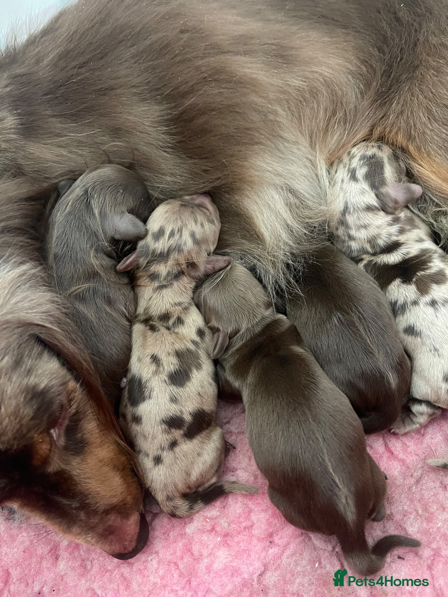 Miniature Dachshund dogs Beautiful miniature L/C dachshunds available - Advert 9