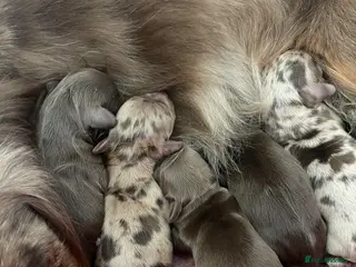 Miniature Dachshund dogs Beautiful miniature L/C dachshunds available - Advert 9