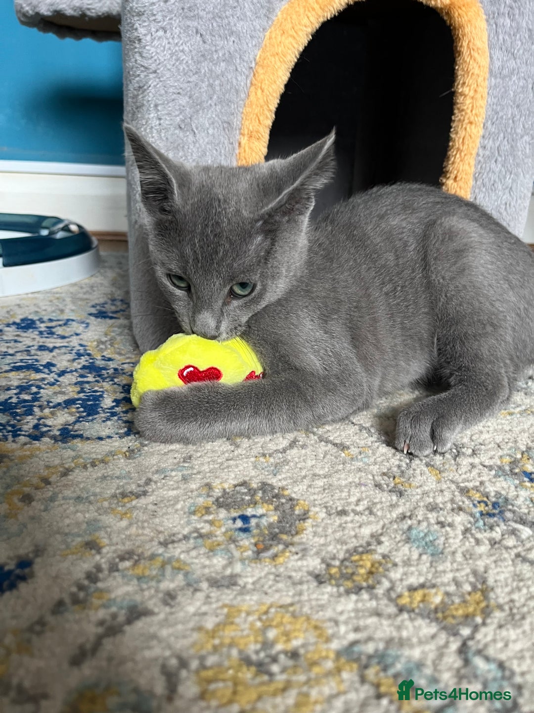 Russian Blue cats for sale: Russian blue kittens GCCF registered  - Image 15