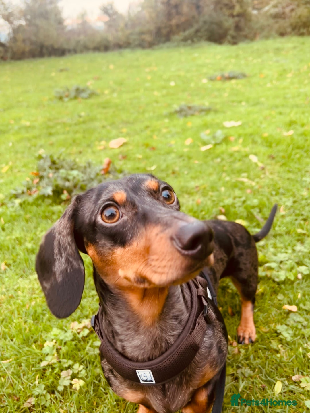 Miniature Dachshund dogs for stud: Miniature dapple dachshund  - Advert 2