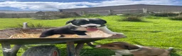 Welsh Collie dogs for sale: Welsh collie pups - Advert 4