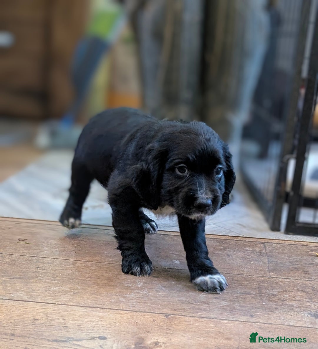 Cocker Spaniel dogs for sale: One black Working Cocker Spaniel female available - Advert 3