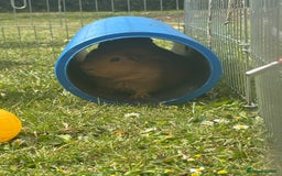 Guinea Pig rodents for sale: Three boars for new homes 🏠  - Image 4