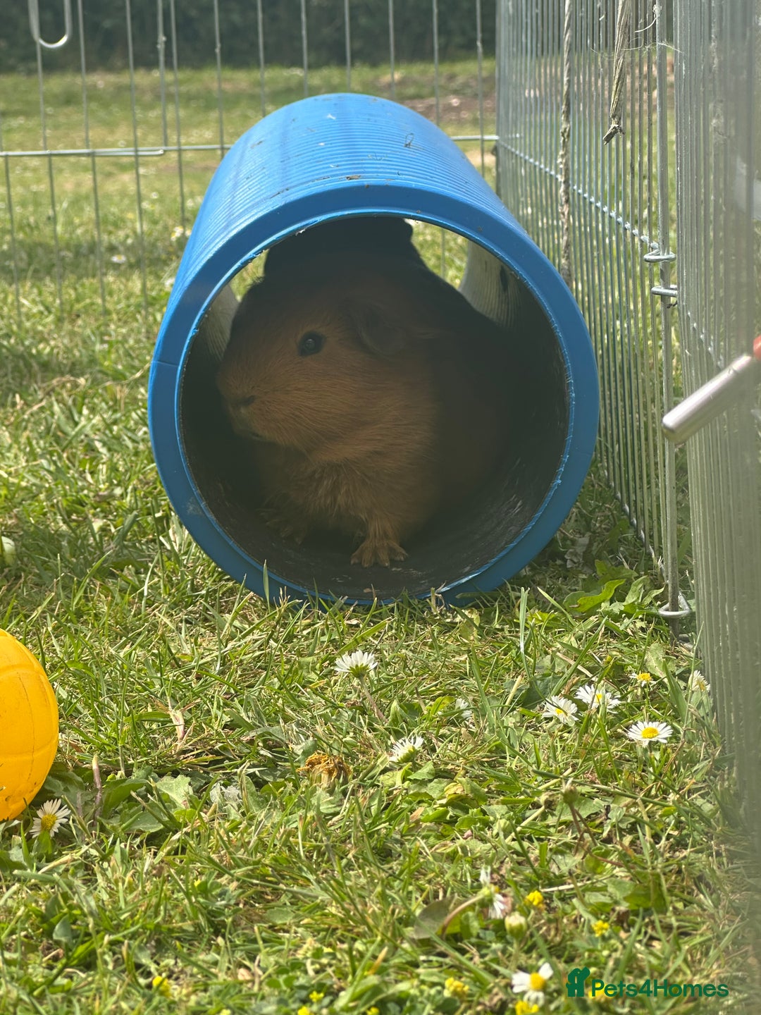 Guinea Pig rodents for sale: Three boars for new homes 🏠  - Image 4