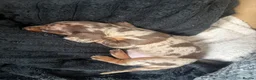 Miniature Dachshund dogs for sale: 3 miniature dachshunds  in Buckley - Advert 4