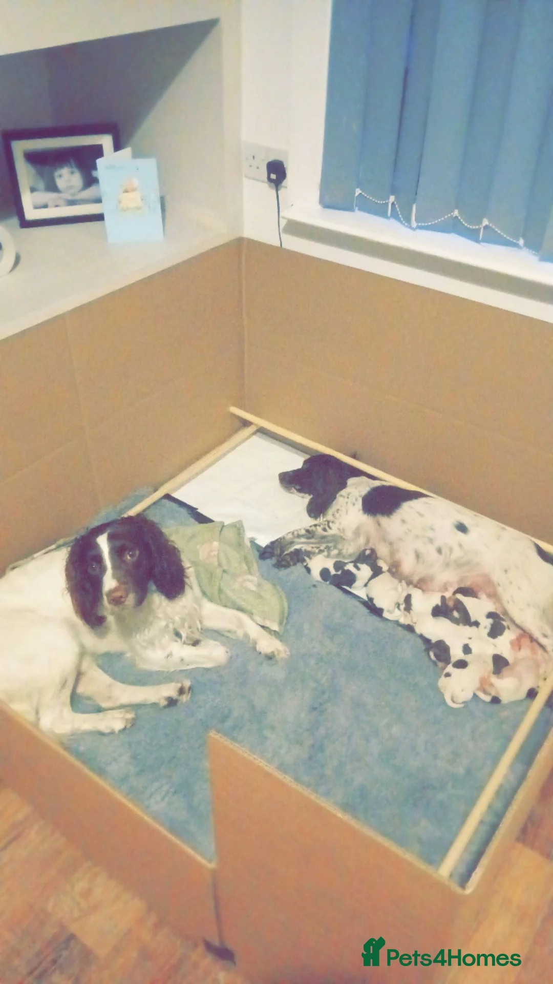 English Springer Spaniel dogs for sale: English springer spaniel puppies  in Blackburn - Advert 2