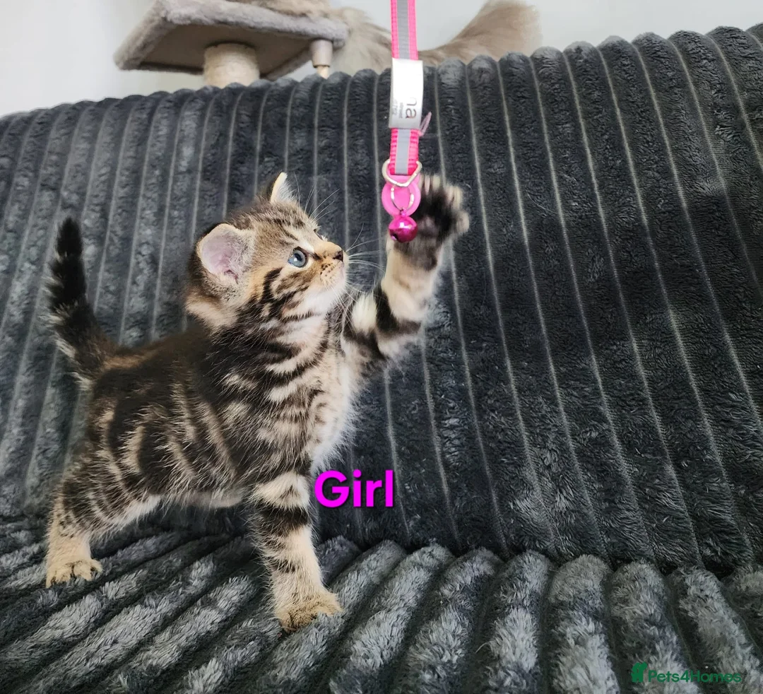 Ragdoll cats for sale:  Gorgeous ragdoll Kittens for Sale  - Advert 6