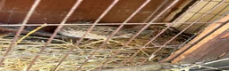 Quail poultry for sale: Coturnix quail - Advert 6
