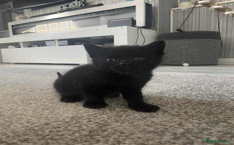 Mixed Breed cats - Advert 4
