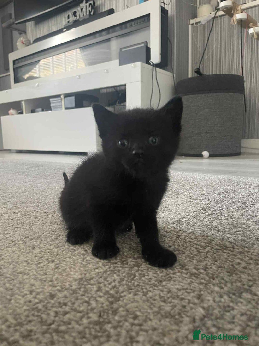 Mixed Breed cats for sale: Mixed breed kittens - Image 1