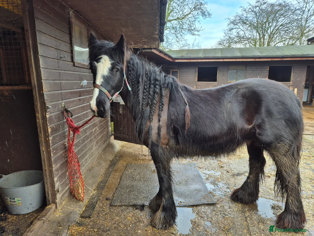 Irish Cob horses for sale: 14hh cob mare - Advert 2