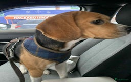 Beagle dogs for adoption: ❤️🐾 Lucy – A TRUE LITTLE GEM 🐾❤️ - Image 2