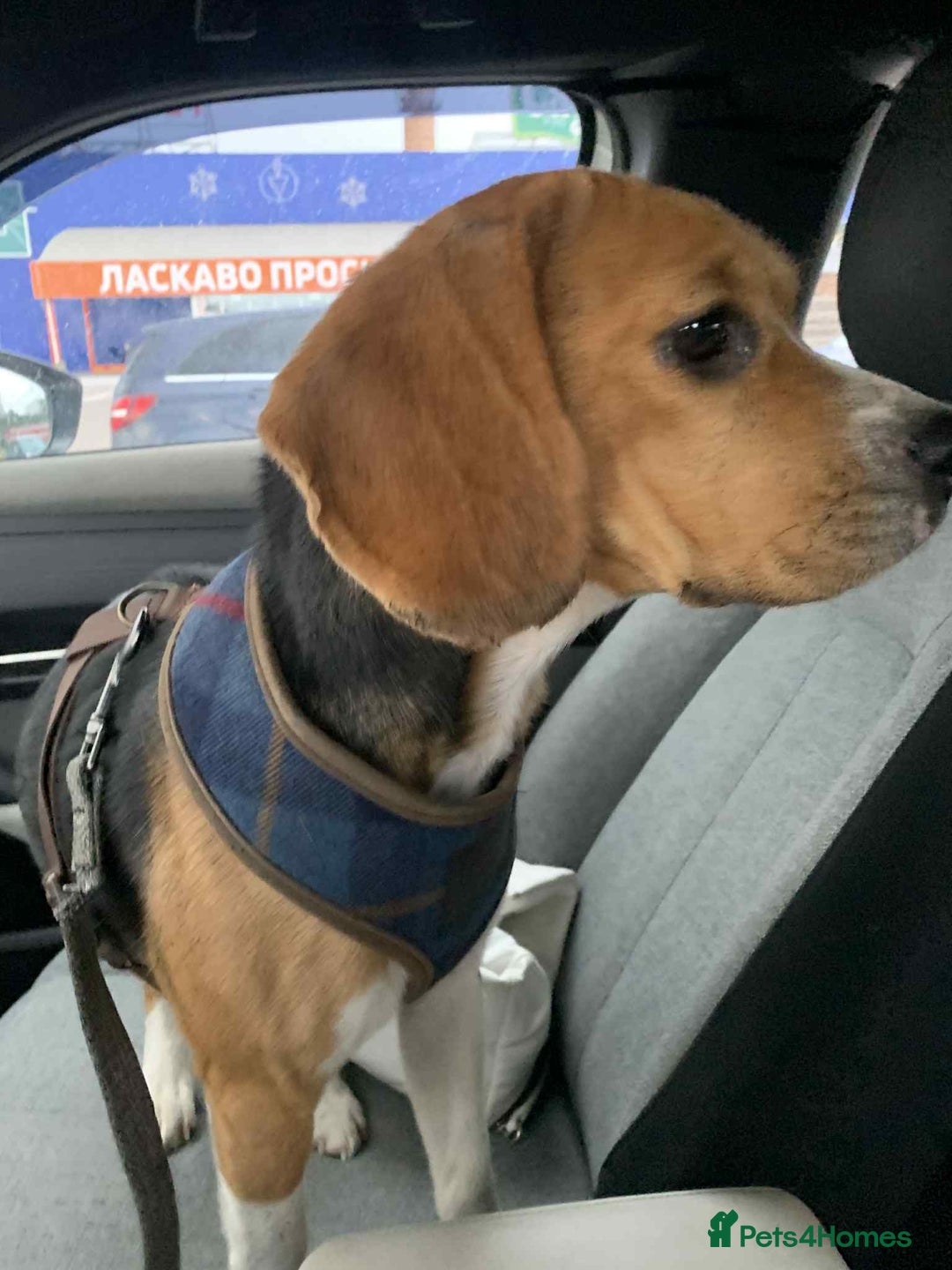 Beagle dogs for adoption: ❤️🐾 Lucy – A TRUE LITTLE GEM 🐾❤️ - Image 2