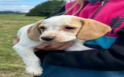 Bocker dogs for sale: Cocker Spaniel X Beagle - Image 1