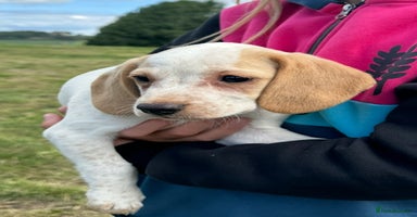 Bocker dogs - Advert 13