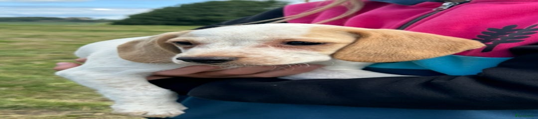 Bocker Puppy 5