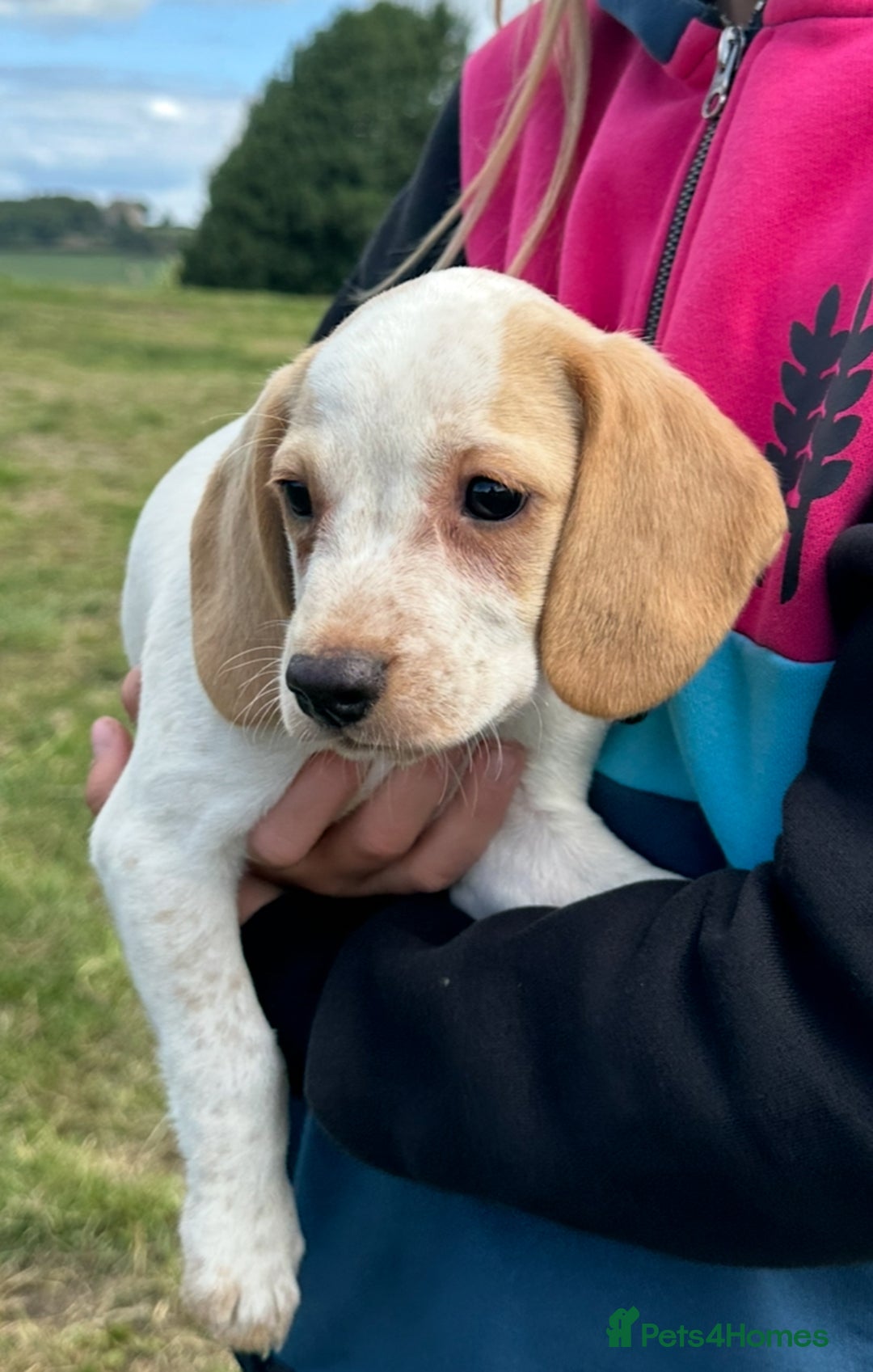 Bocker dogs for sale: Cocker Spaniel X Beagle - Image 1