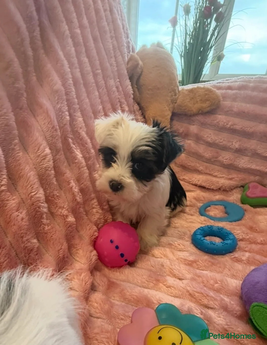 Yorkshire Terrier dogs for sale: Miniature Yorkshire Terrier Puppies  - Advert 12