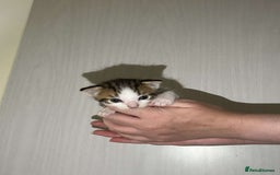 Mixed Breed cats for sale: Gorgeous kittens for sale  - Image 3