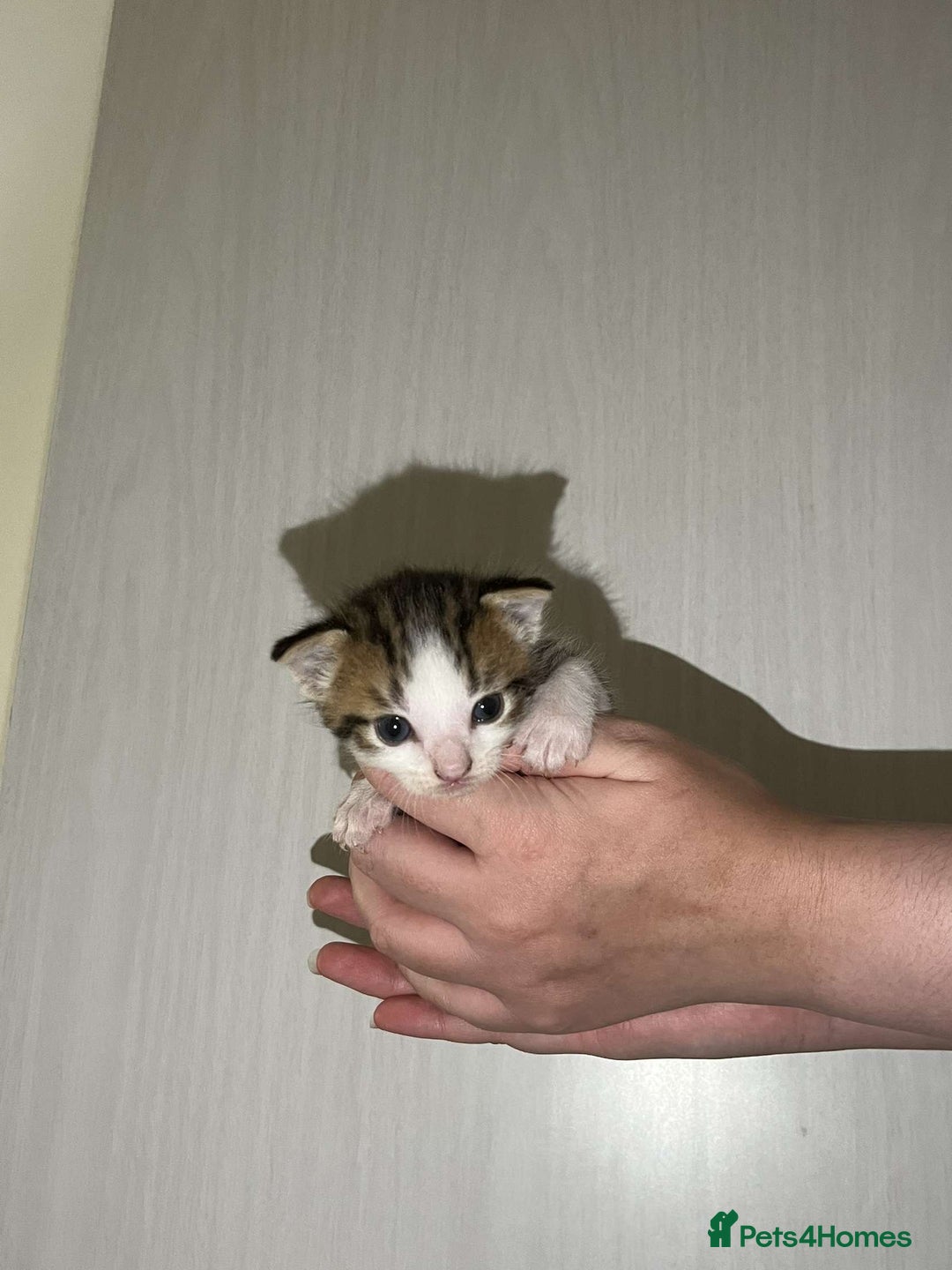 Mixed Breed cats for sale: Gorgeous kittens for sale  - Image 3