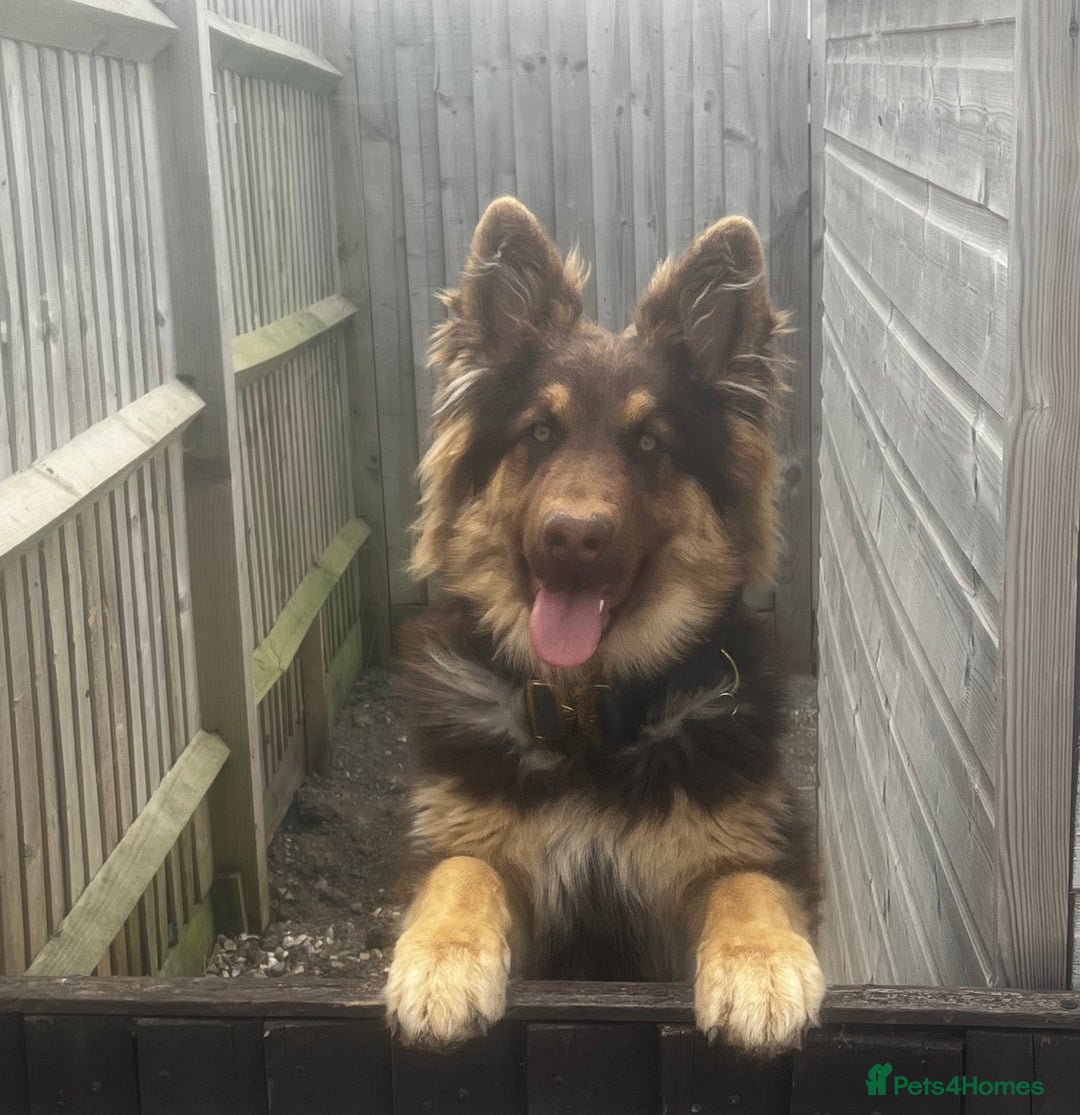 German Shepherd dogs for sale: German shepherd  - Advert 6