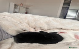 Mini Lop rabbits for sale: Mini lop bunnies for sale! - Advert 13