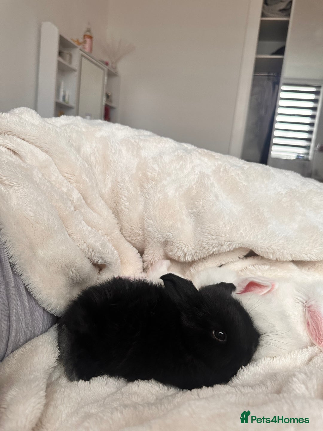 Mini Lop rabbits for sale: Mini lop bunnies for sale! - Advert 13