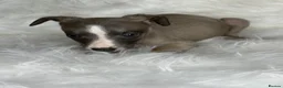 Whippet dogs for sale: Whippet pups  - Advert 5
